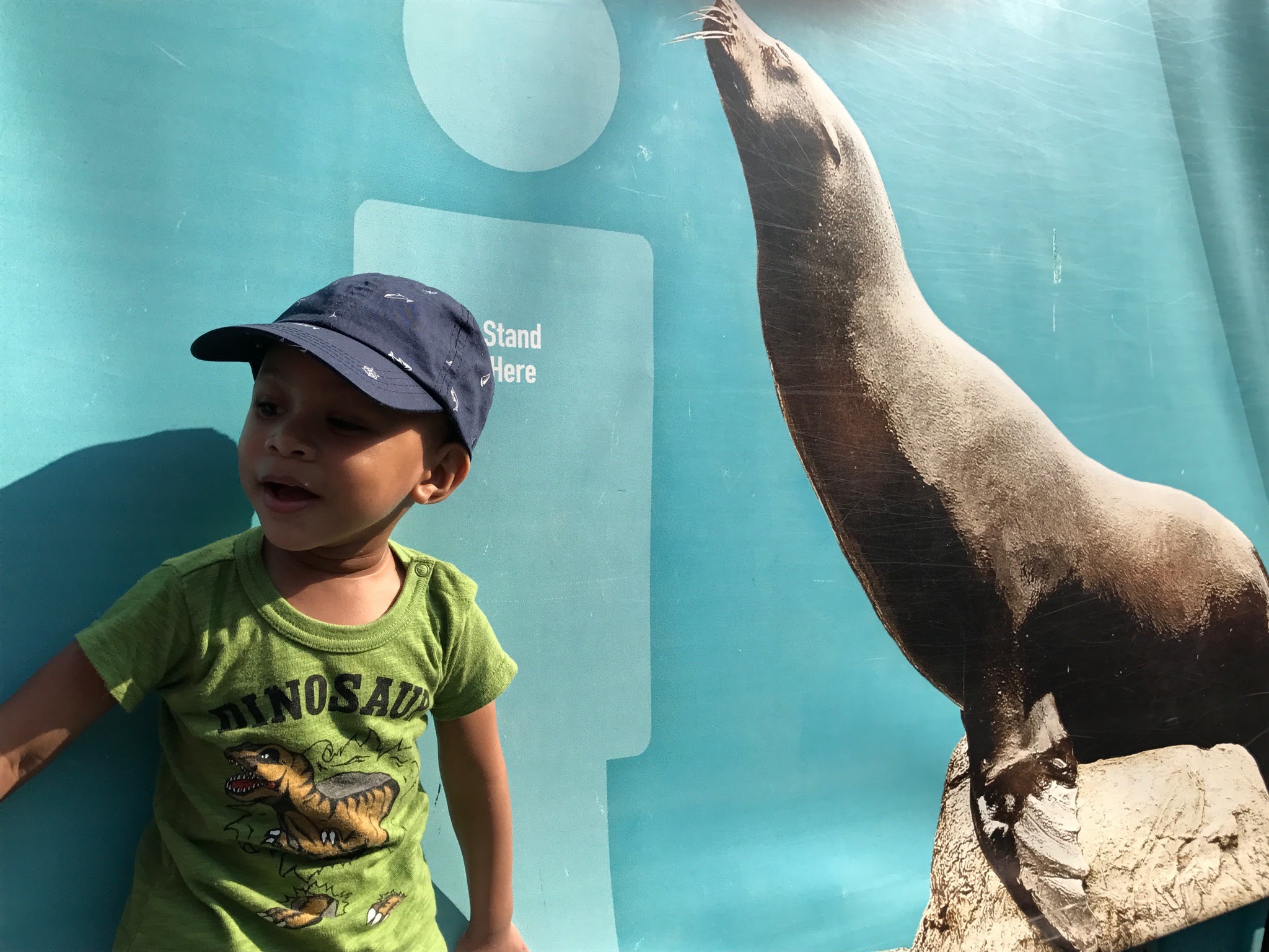 sea lion show at new york aquairum