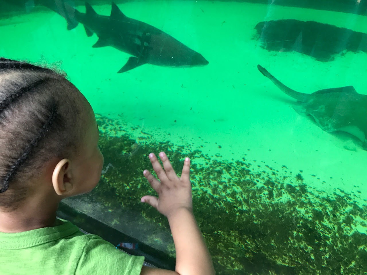 New York Aquarium Shark Tank