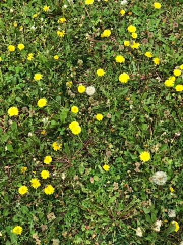 Dandelions growing at Weeksville Heritage Center